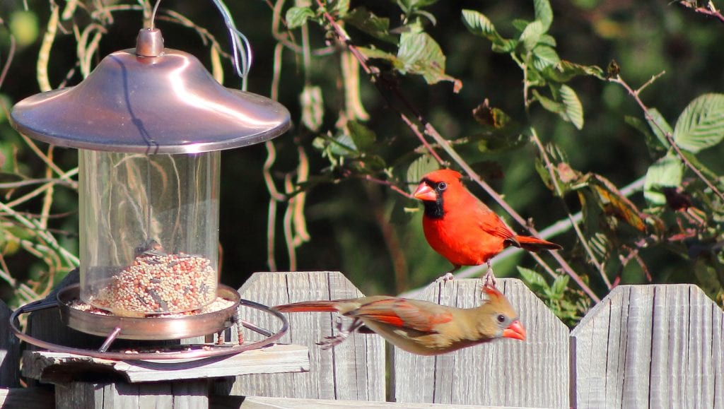 cardinals feeding, female cardinal, cardinals and bird feeder