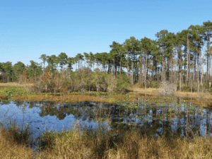 hiking in the fall in eastern nc