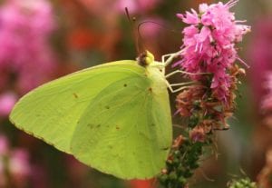 Sulfur butterfly, cloudless sulfur butterfly