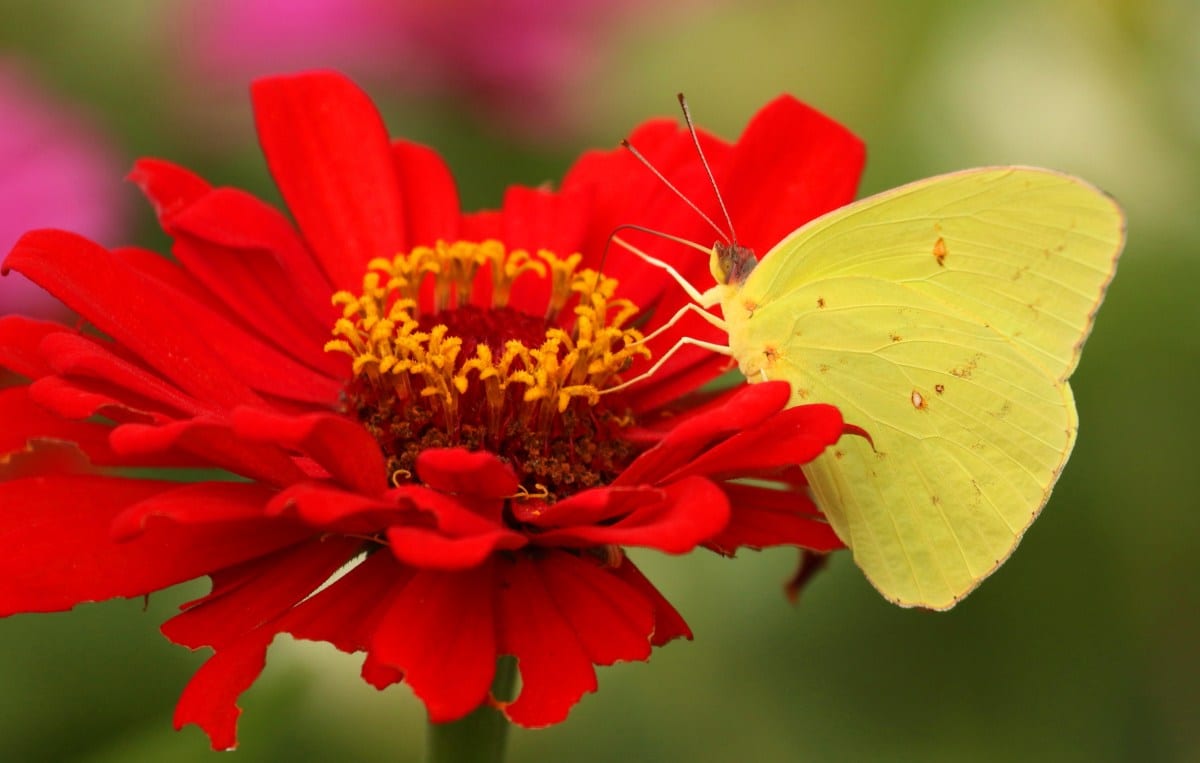 Cloudless Sulphur Butterfly Heading North