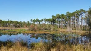 Fall hiking at patsy pond