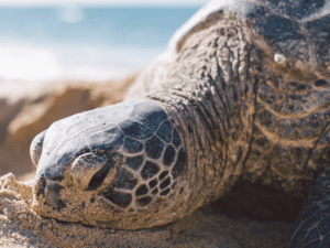 How to help sea turtles