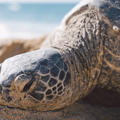 7 Ways You Can Help Sea Turtles in Emerald Isle