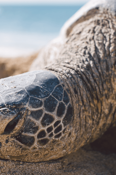 How to help sea turtles
