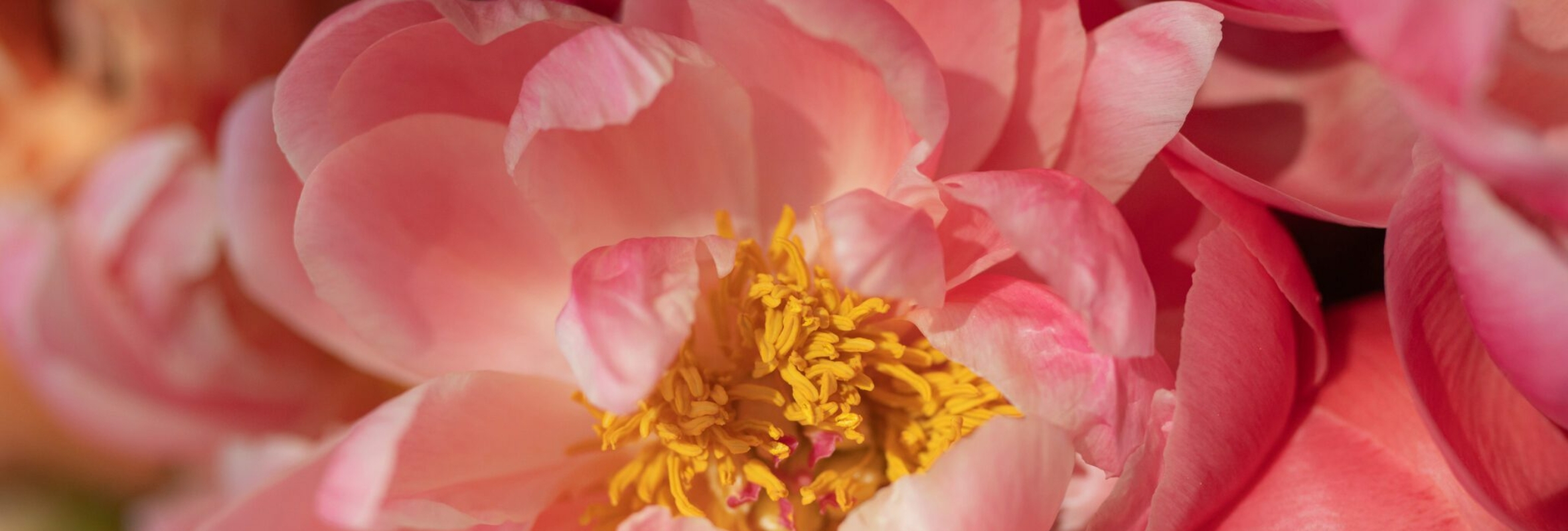 blooms