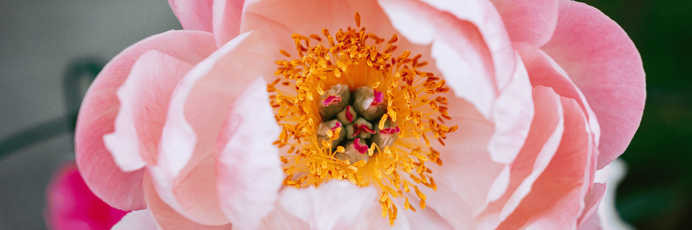 pink flowers