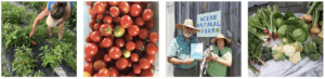 Carteret Local Food Network Produce Bundles, Farm to table fresh produce