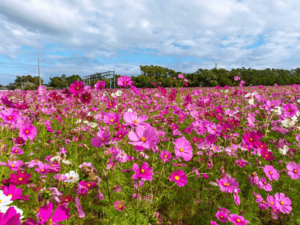Spring on the Crystal Coast