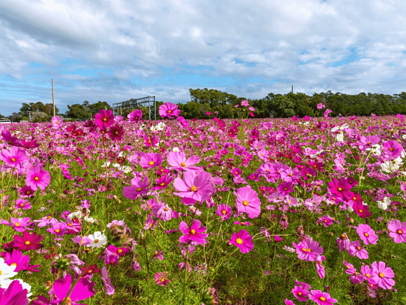 Spring on the Crystal Coast