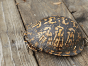 Eastern Box Turtle Hiding
