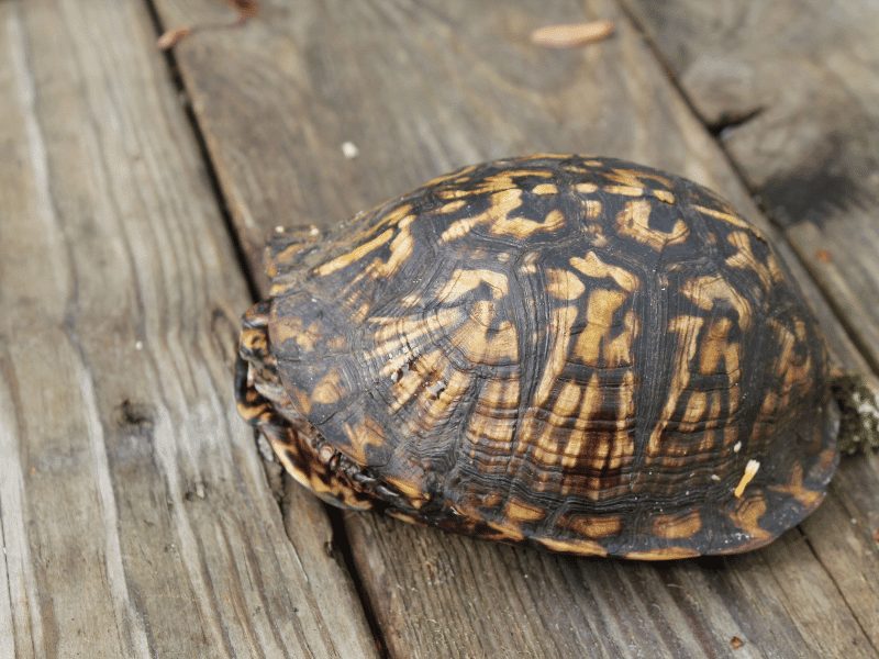 Eastern Box Turtle Hiding