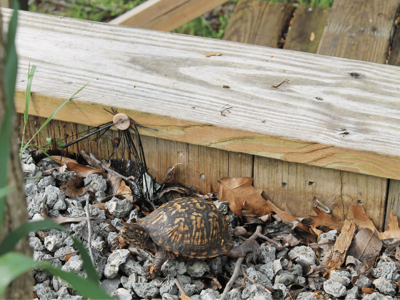 The Eastern Box Turtle