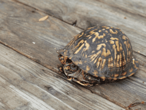 NC Eastern Box Turtle