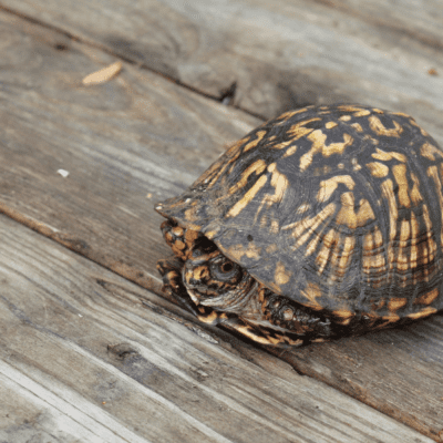 Have You Seen the Eastern Box Turtle