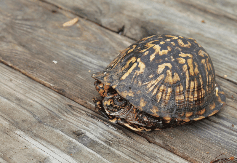NC Eastern Box Turtle