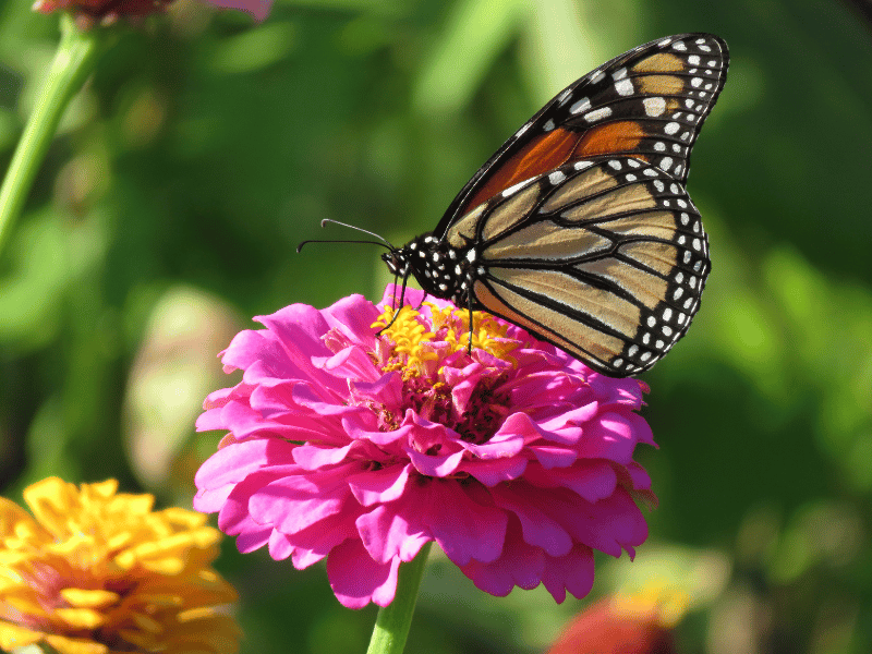 august flowers