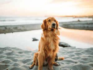 Lifestyle with a dog