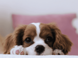 8 questions to ask before you decide to get a dog, ask yourself these questions before you get a dog