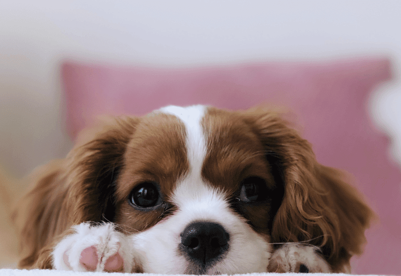 8 questions to ask before you decide to get a dog, ask yourself these questions before you get a dog