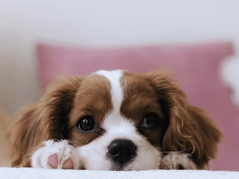 8 questions to ask before you decide to get a dog, ask yourself these questions before you get a dog