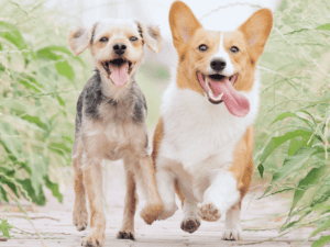 what dog breed is the best for you