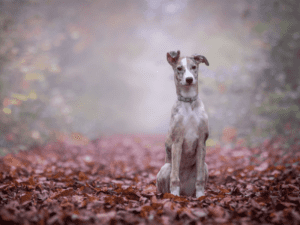 how to decide if you should get a dog