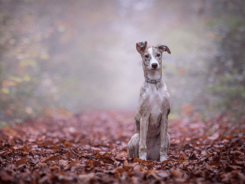 how to decide if you should get a dog